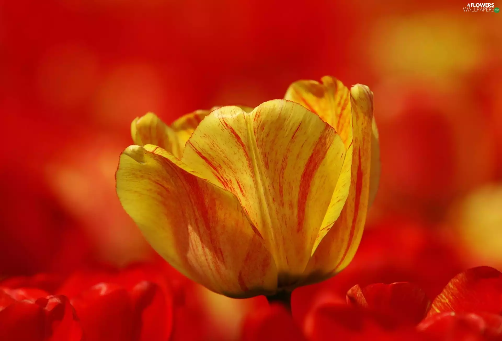 Yellow, Red, background, tulip