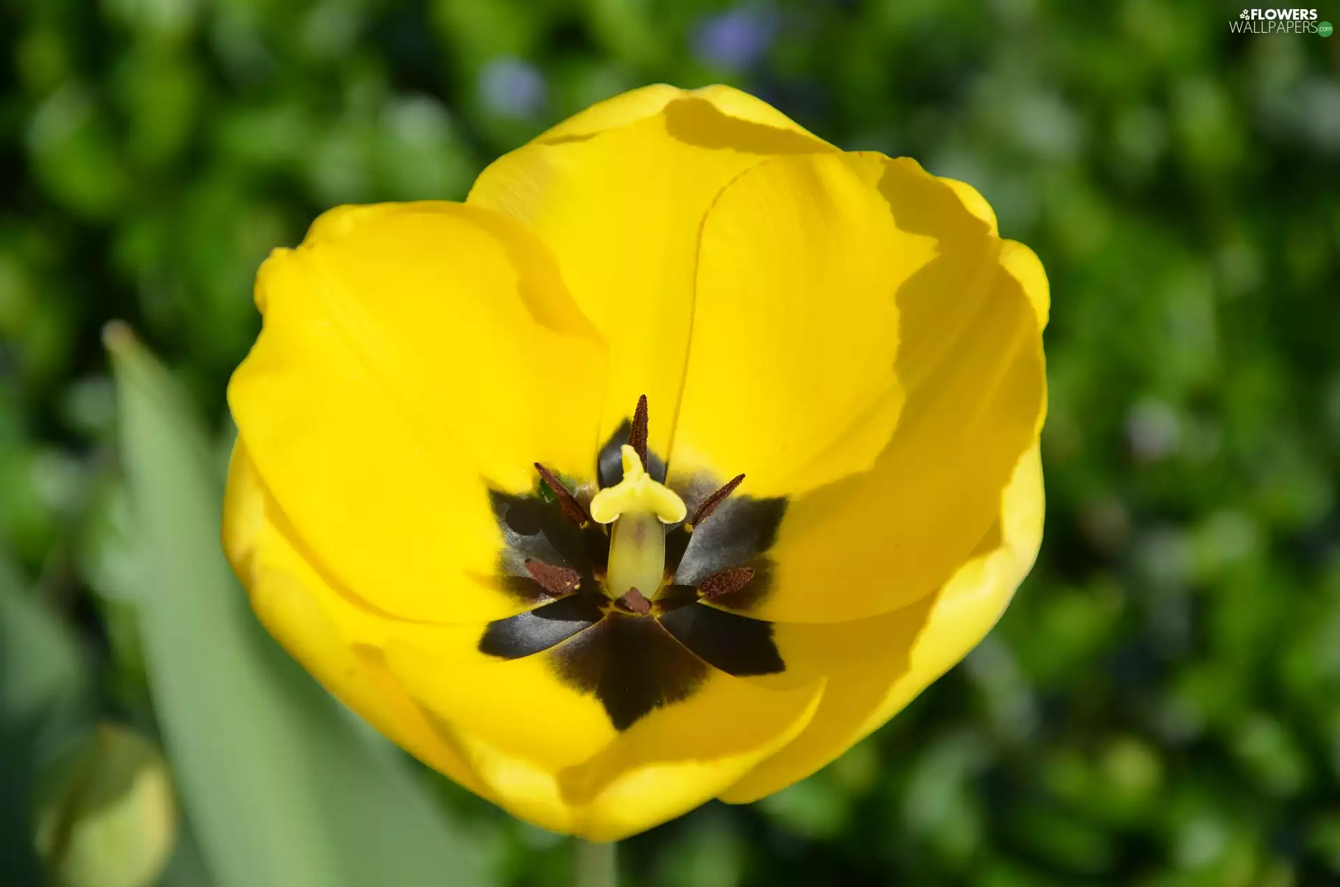 tulip, developed, Yellow