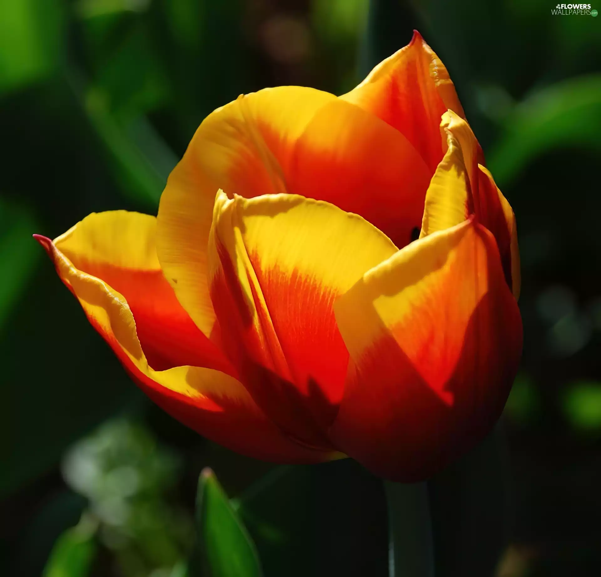 tulip, orange, Yellow
