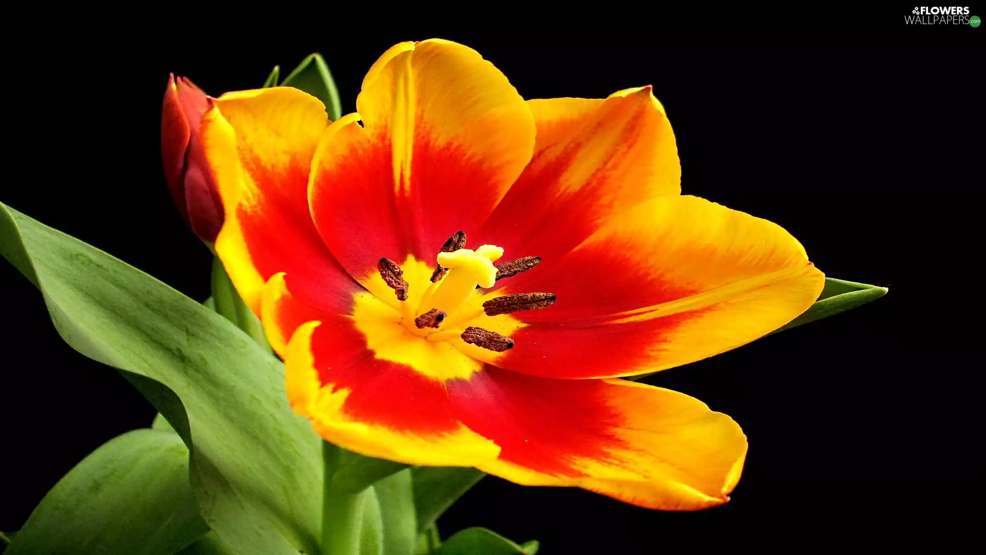 tulip, red, Yellow