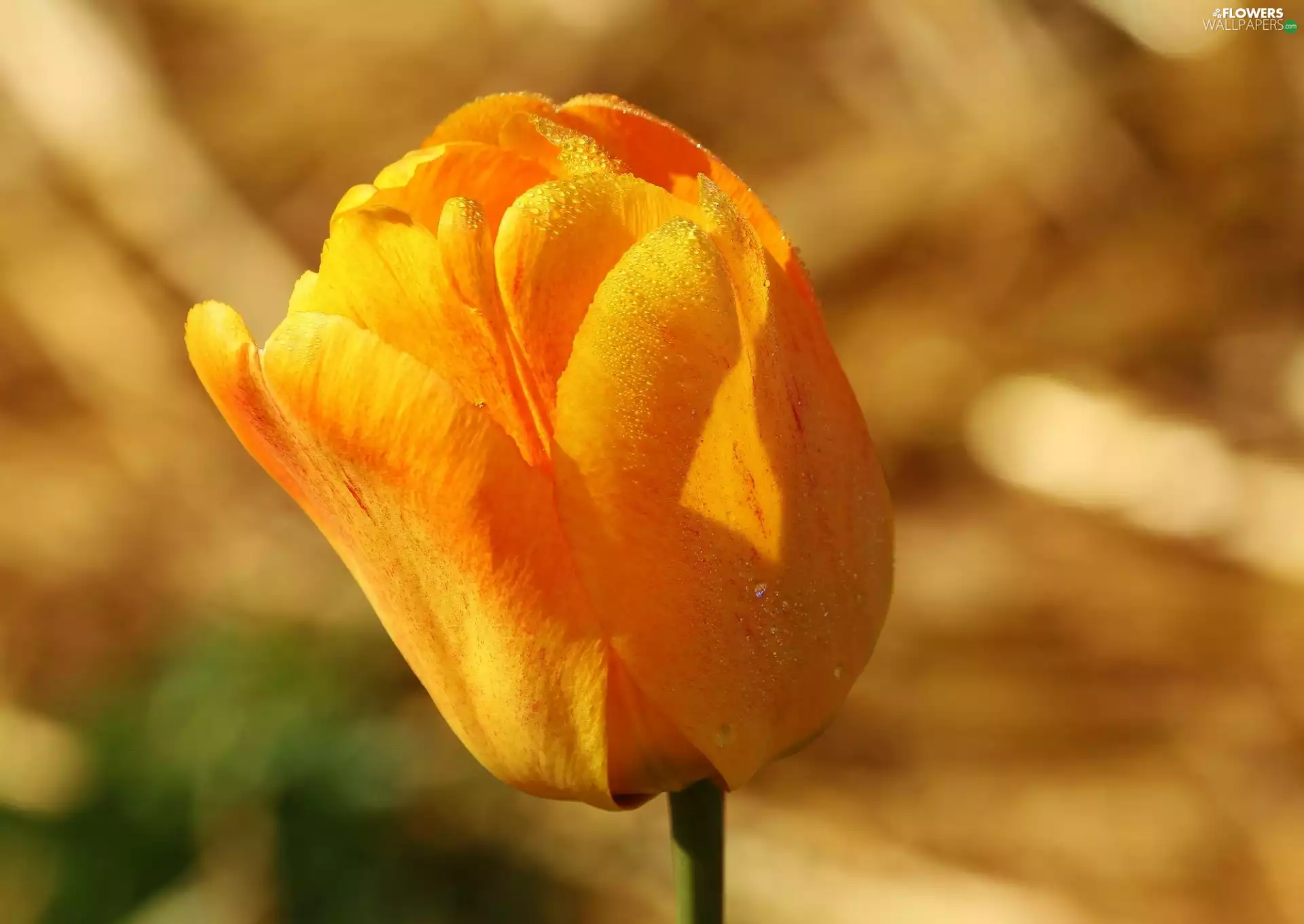 Yellow, drops, Rosy, tulip