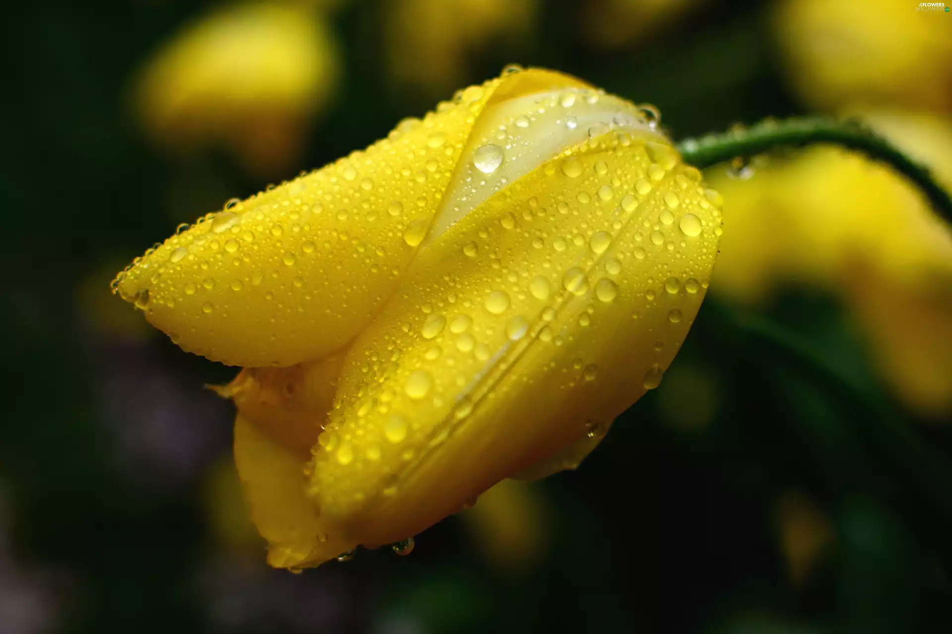 Yellow, drops, water, tulip