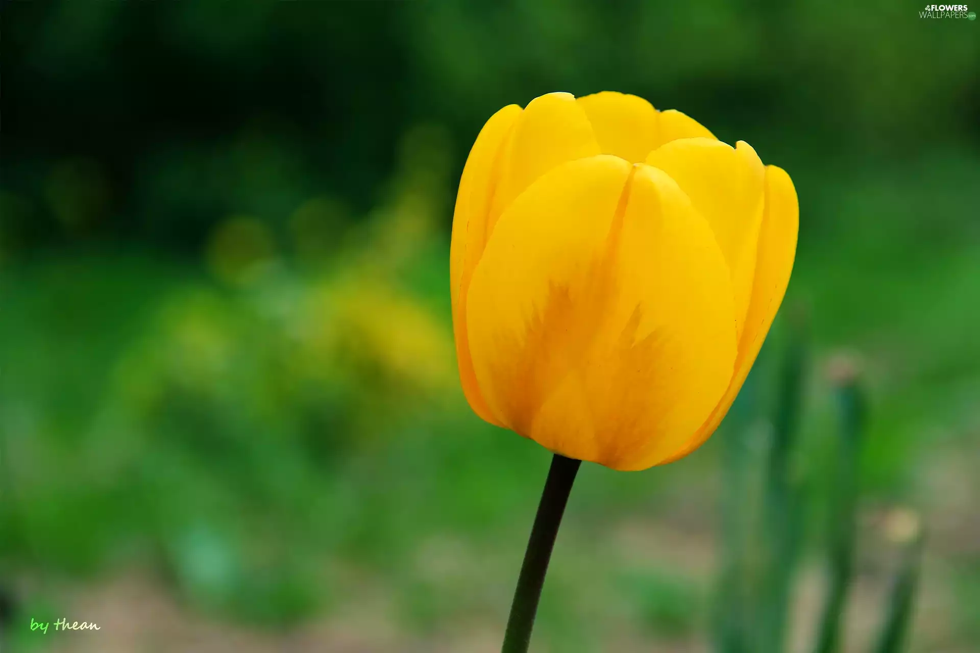 Yellow, tulip