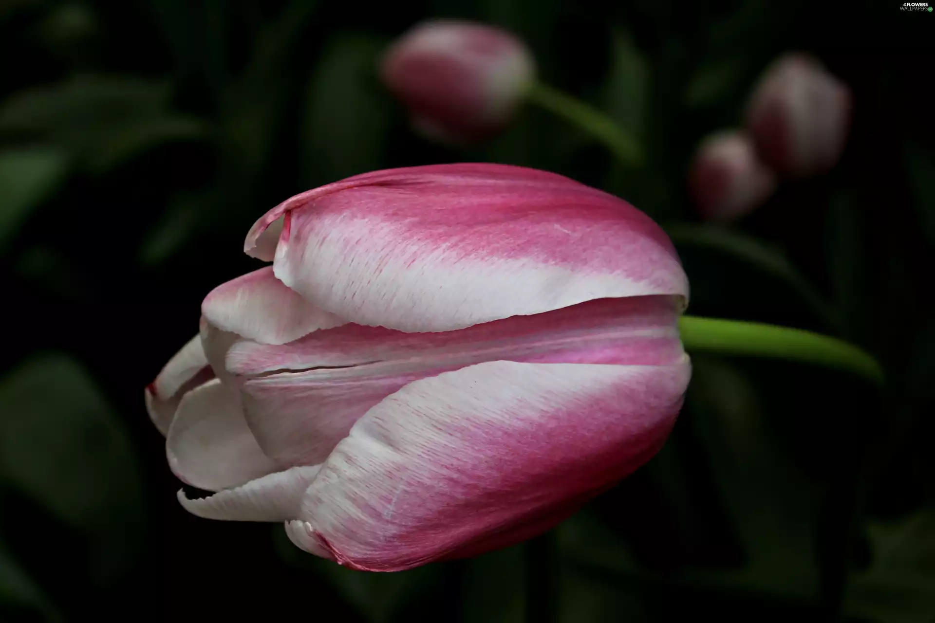 tulip