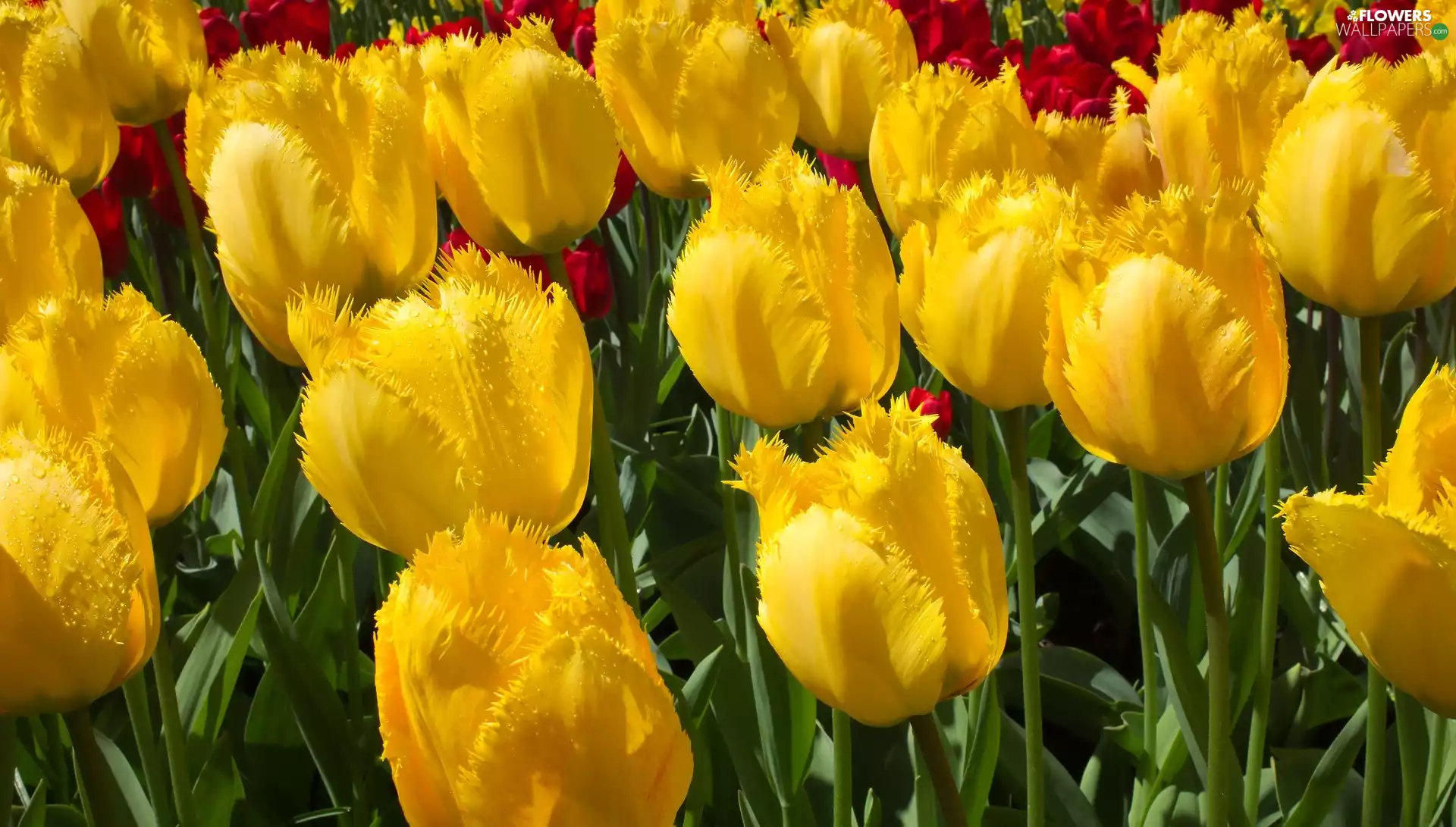 Tulipa Cypria, Yellow