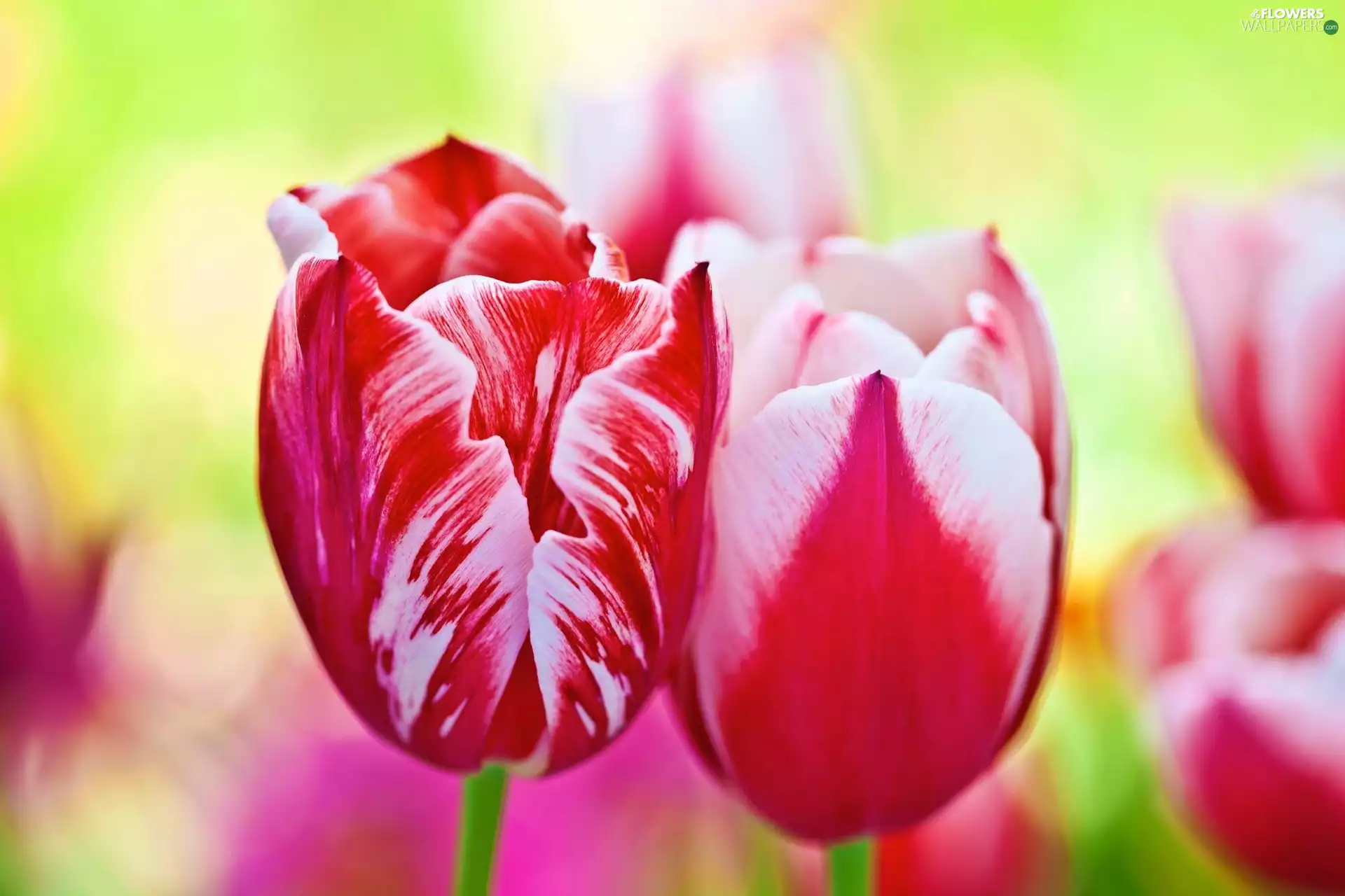 Tulips