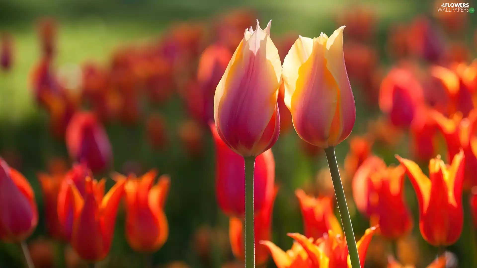 Tulips