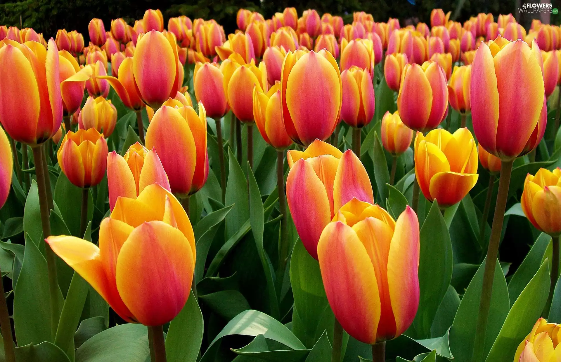 Tulips