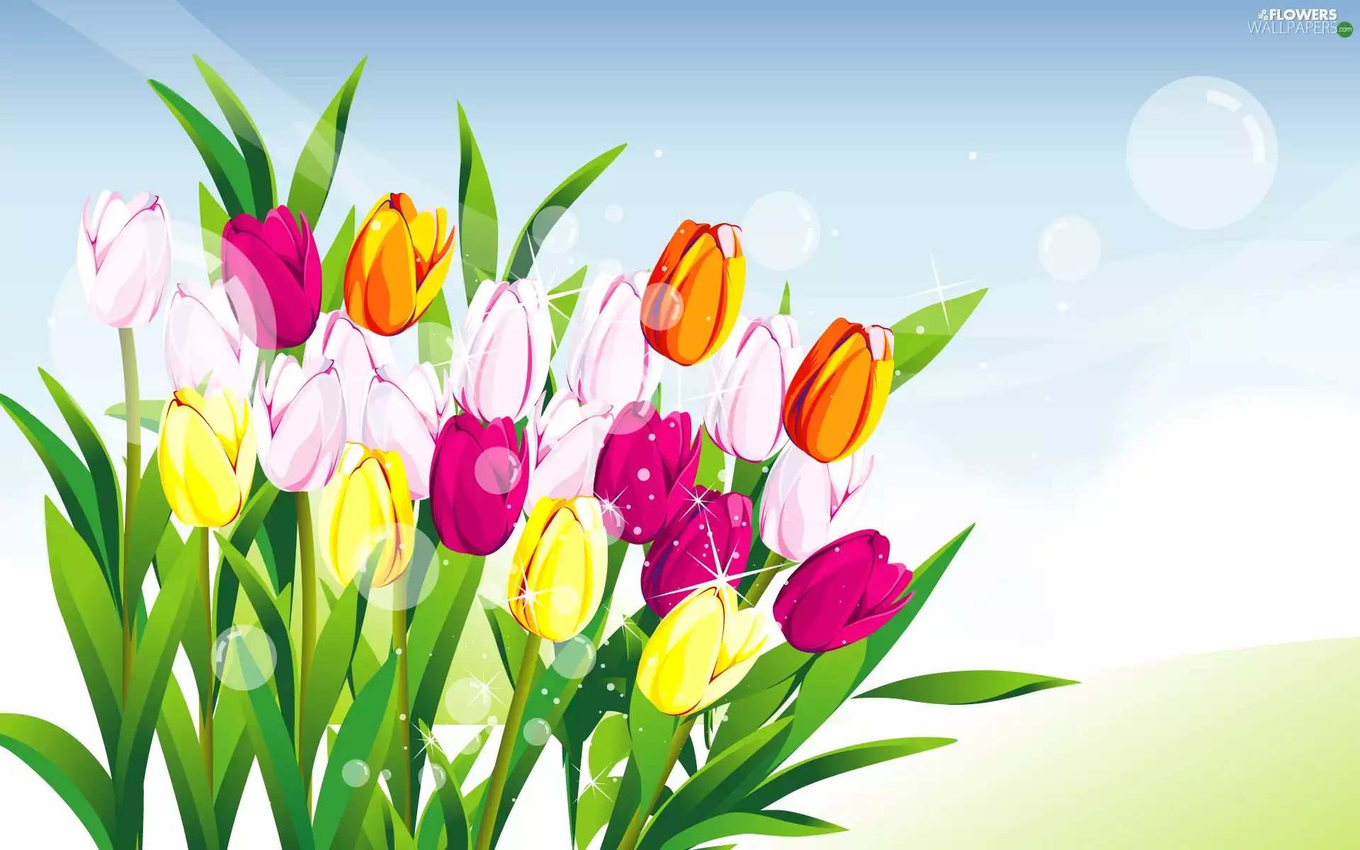 2D Graphics, color, Tulips