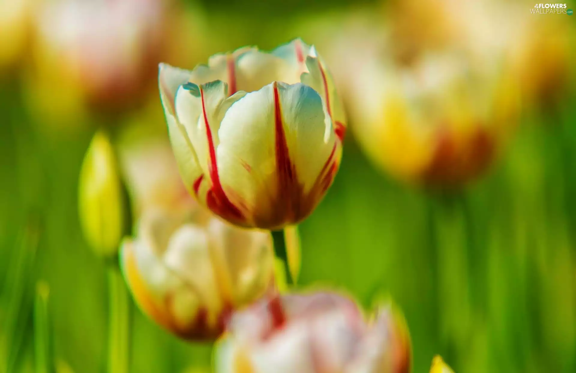 Tulips