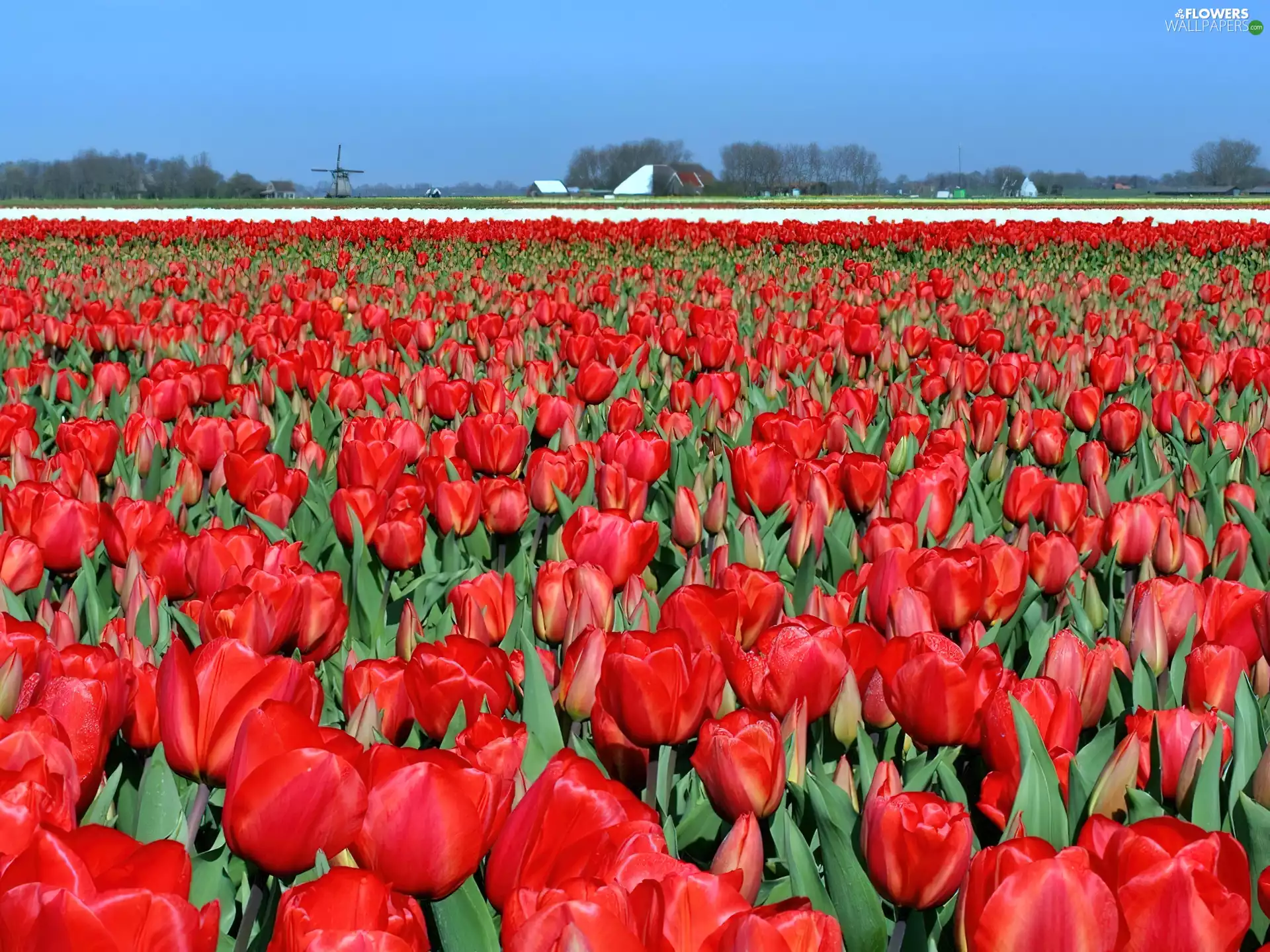 Tulips