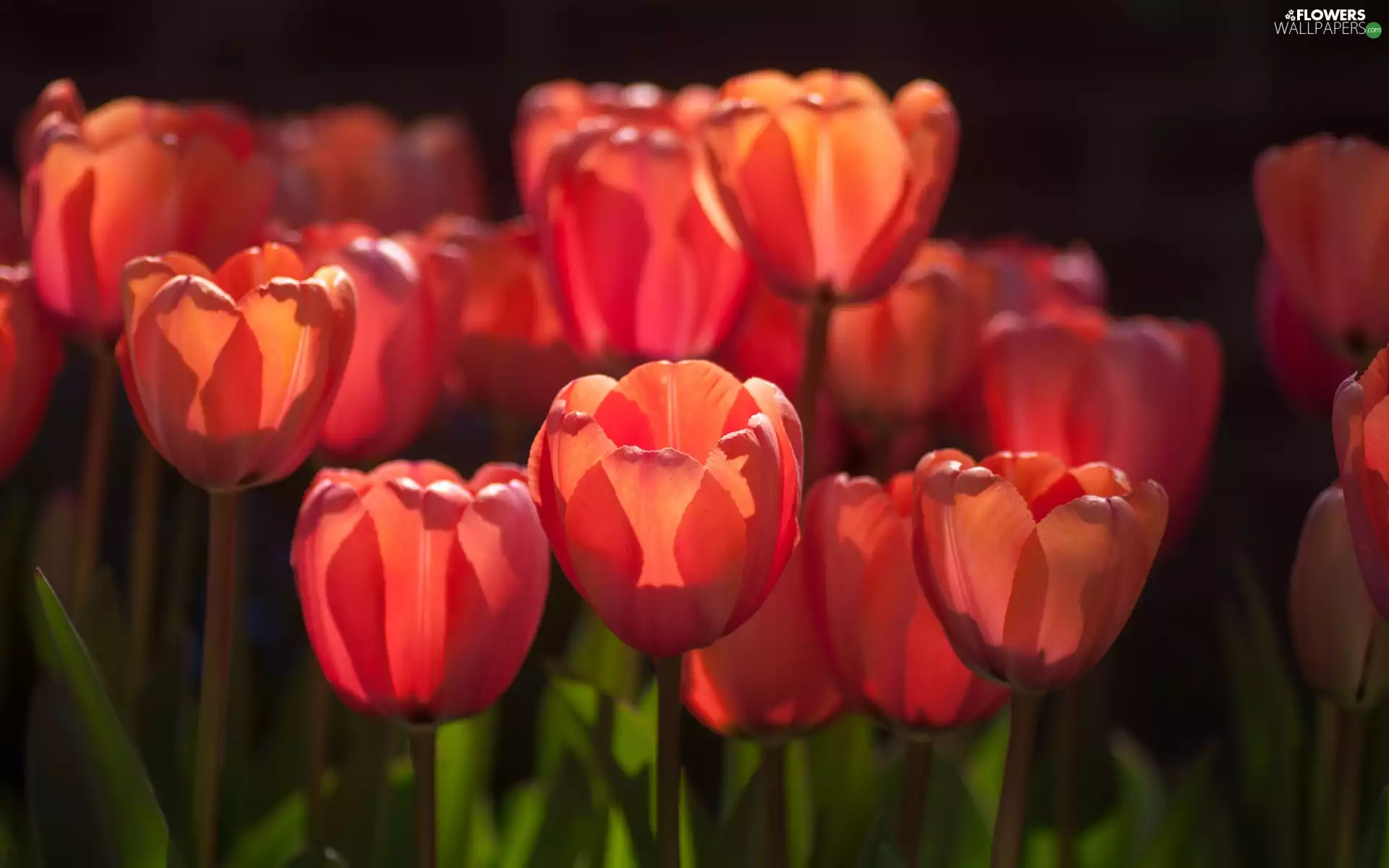 Tulips
