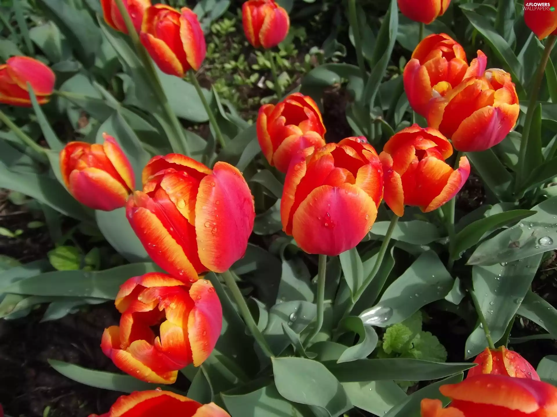 Tulips
