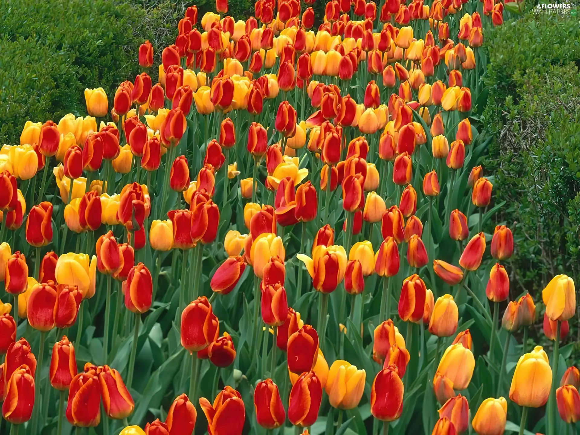 Tulips