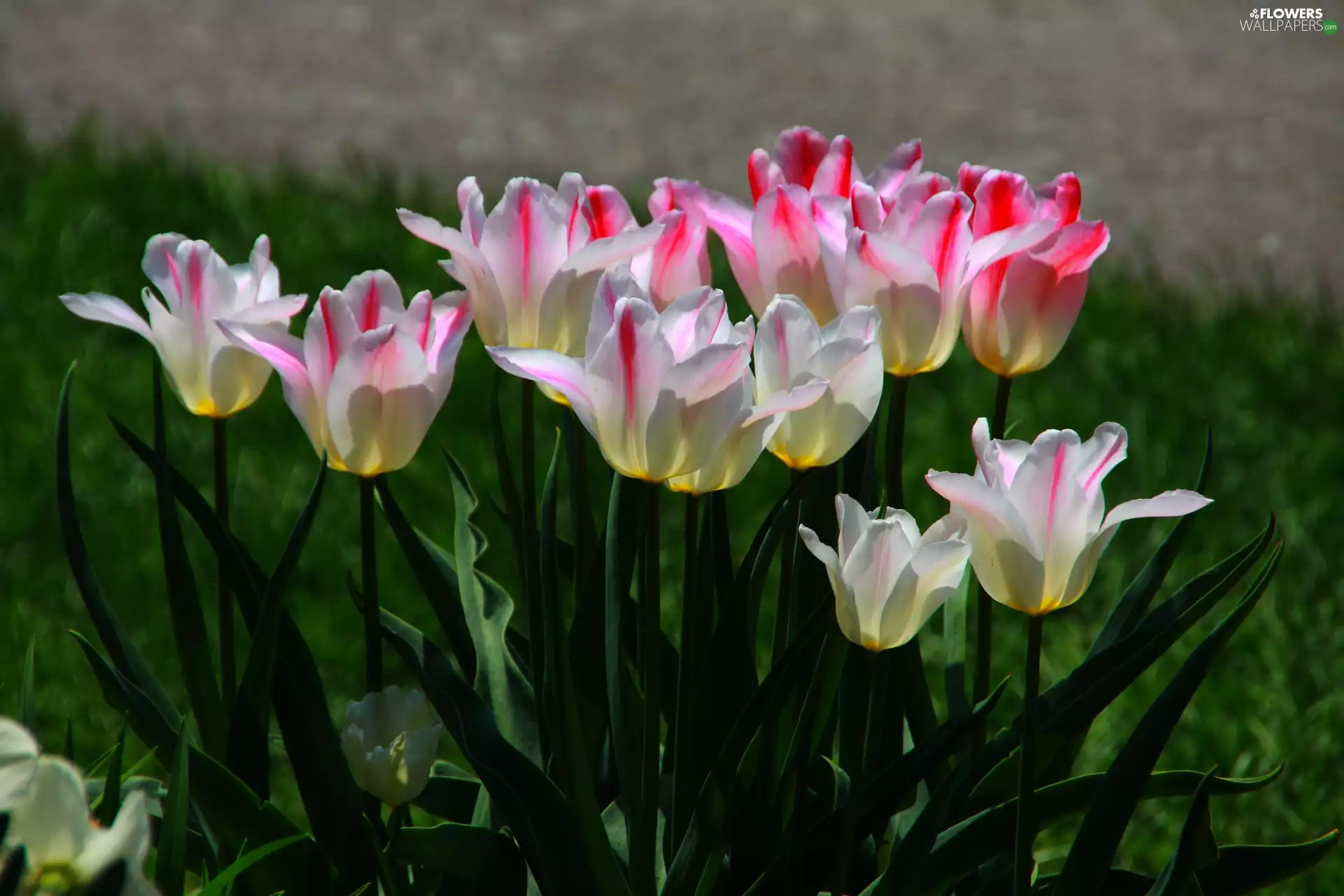 Tulips