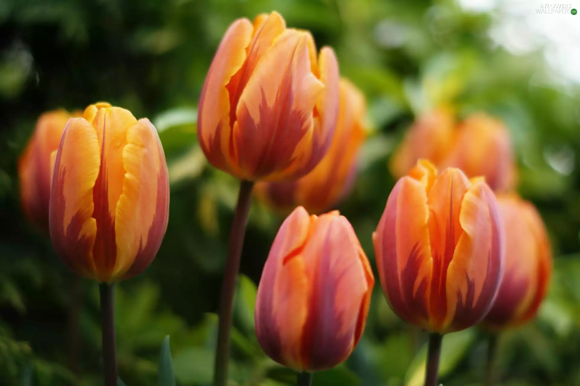 Tulips