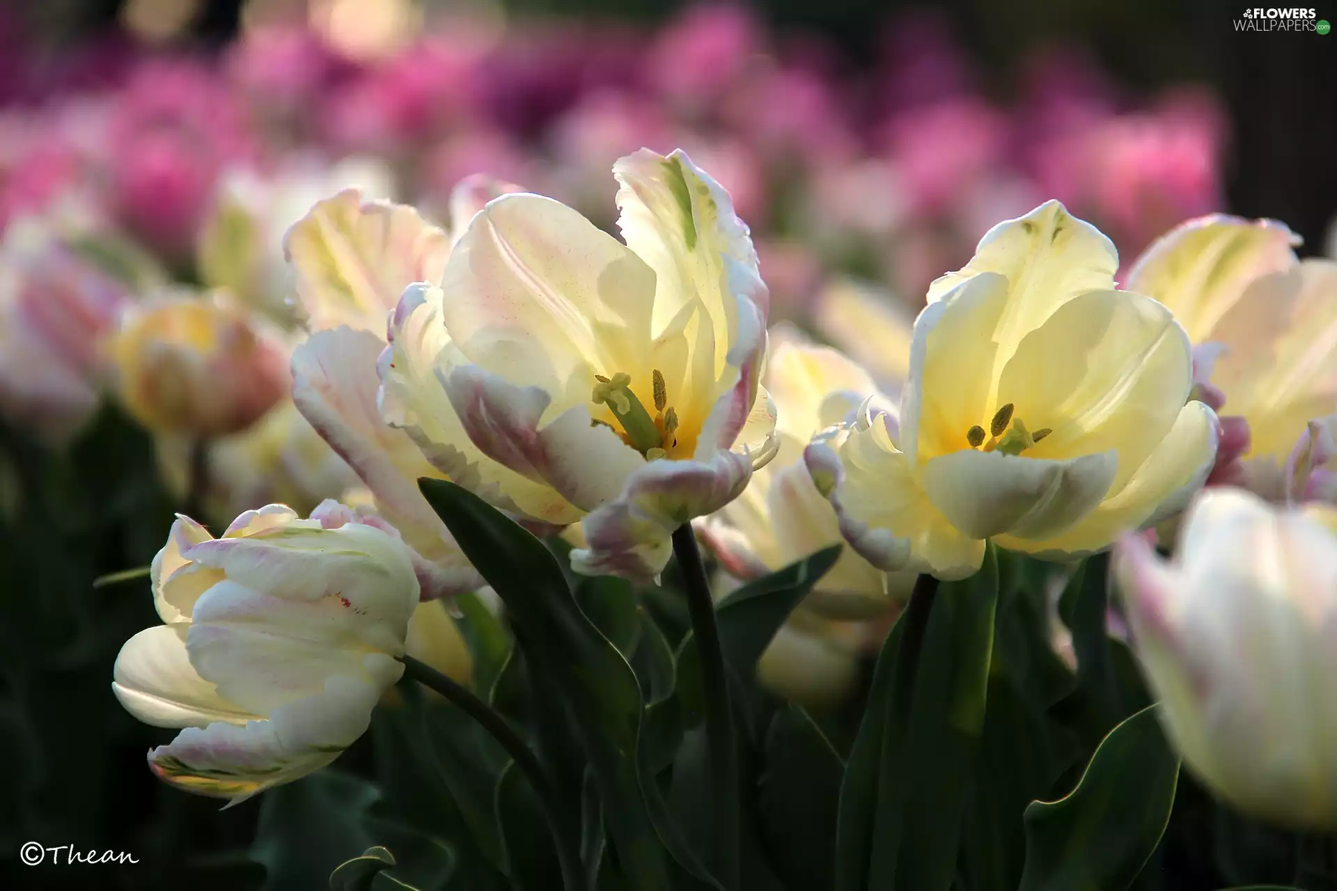 rods, white and Pink, Tulips