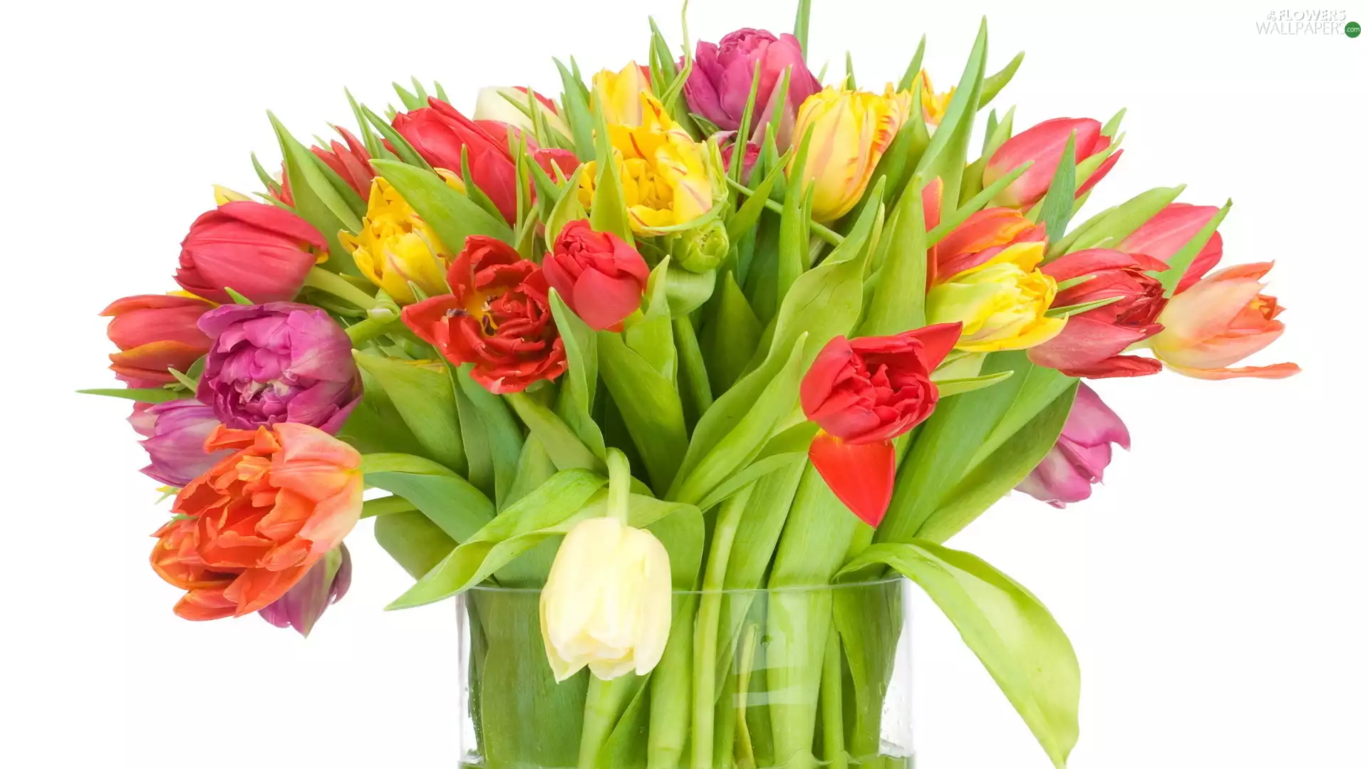 tulips, Vase, Arts