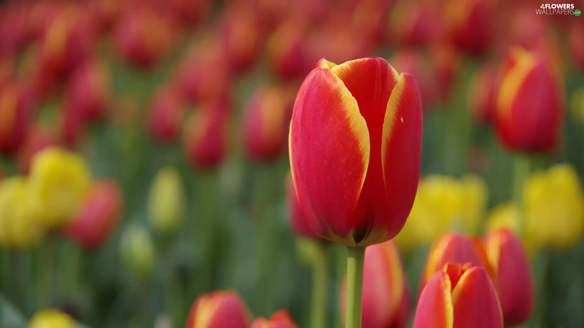 Tulips, blurry background