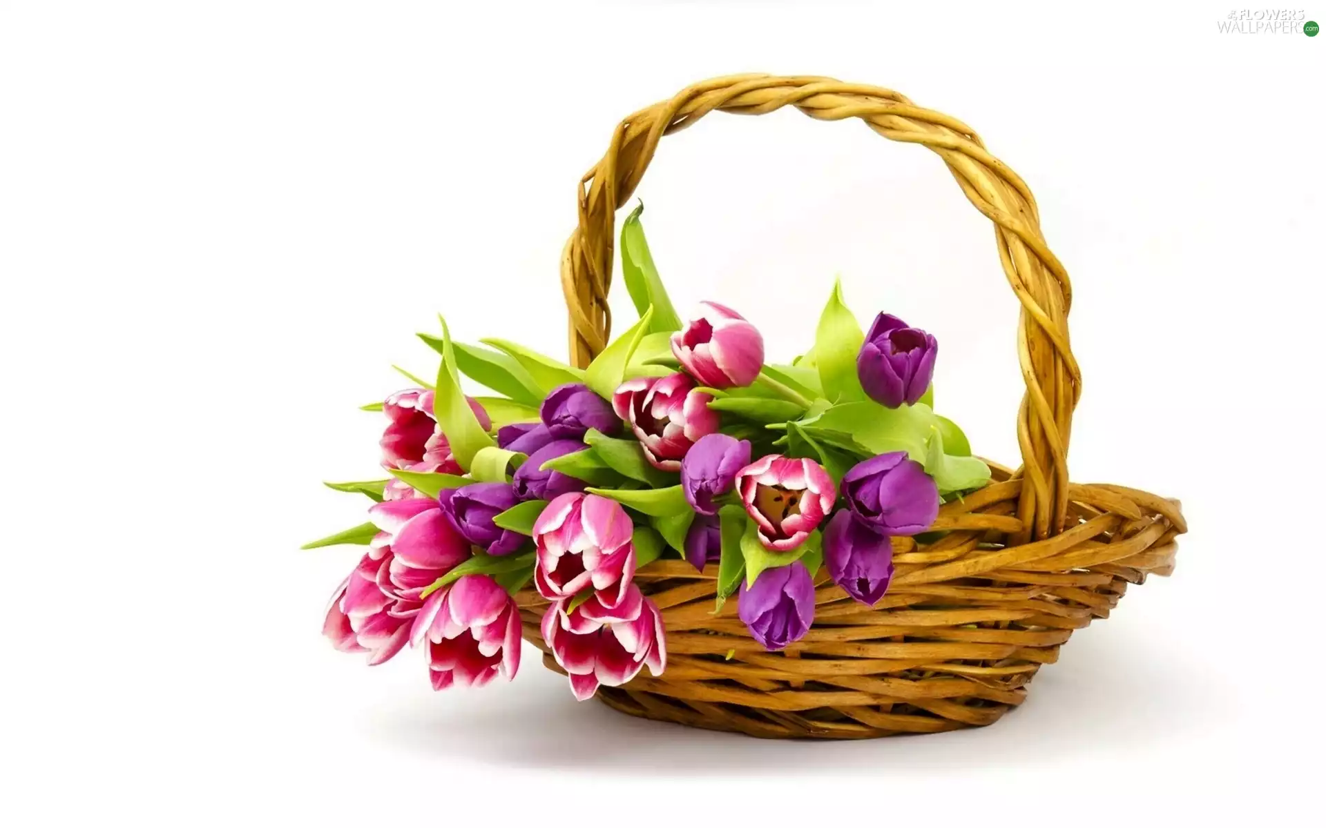 Tulips, basket