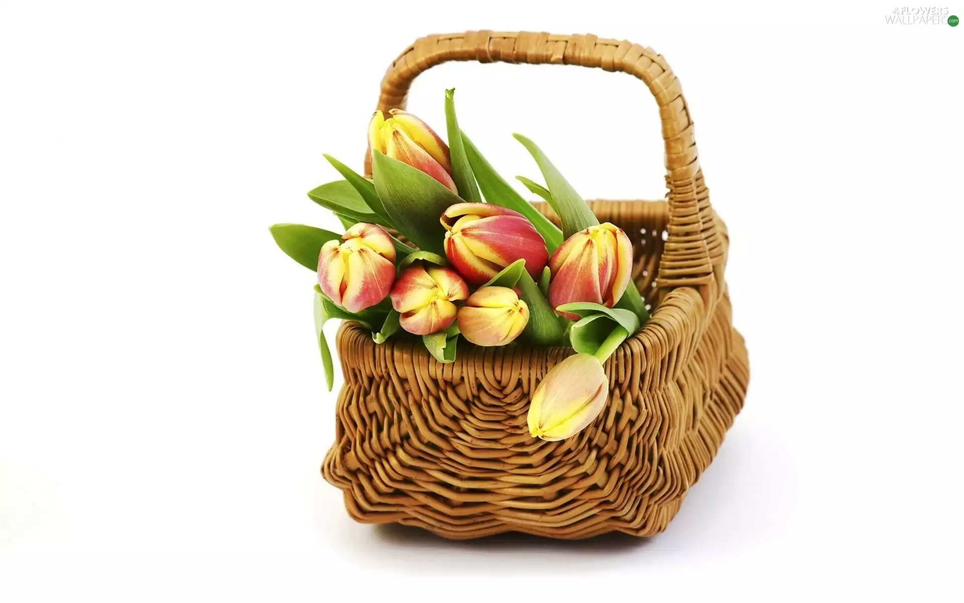 Tulips, basket