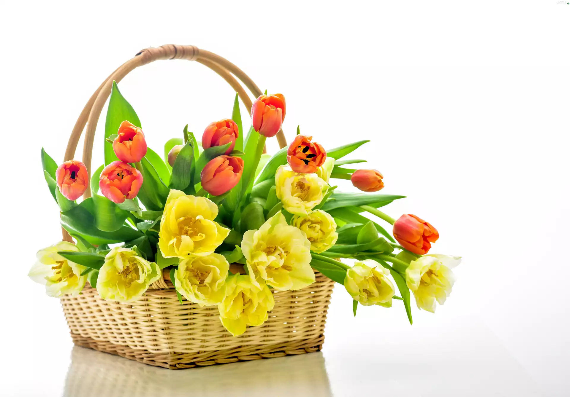 Tulips, basket