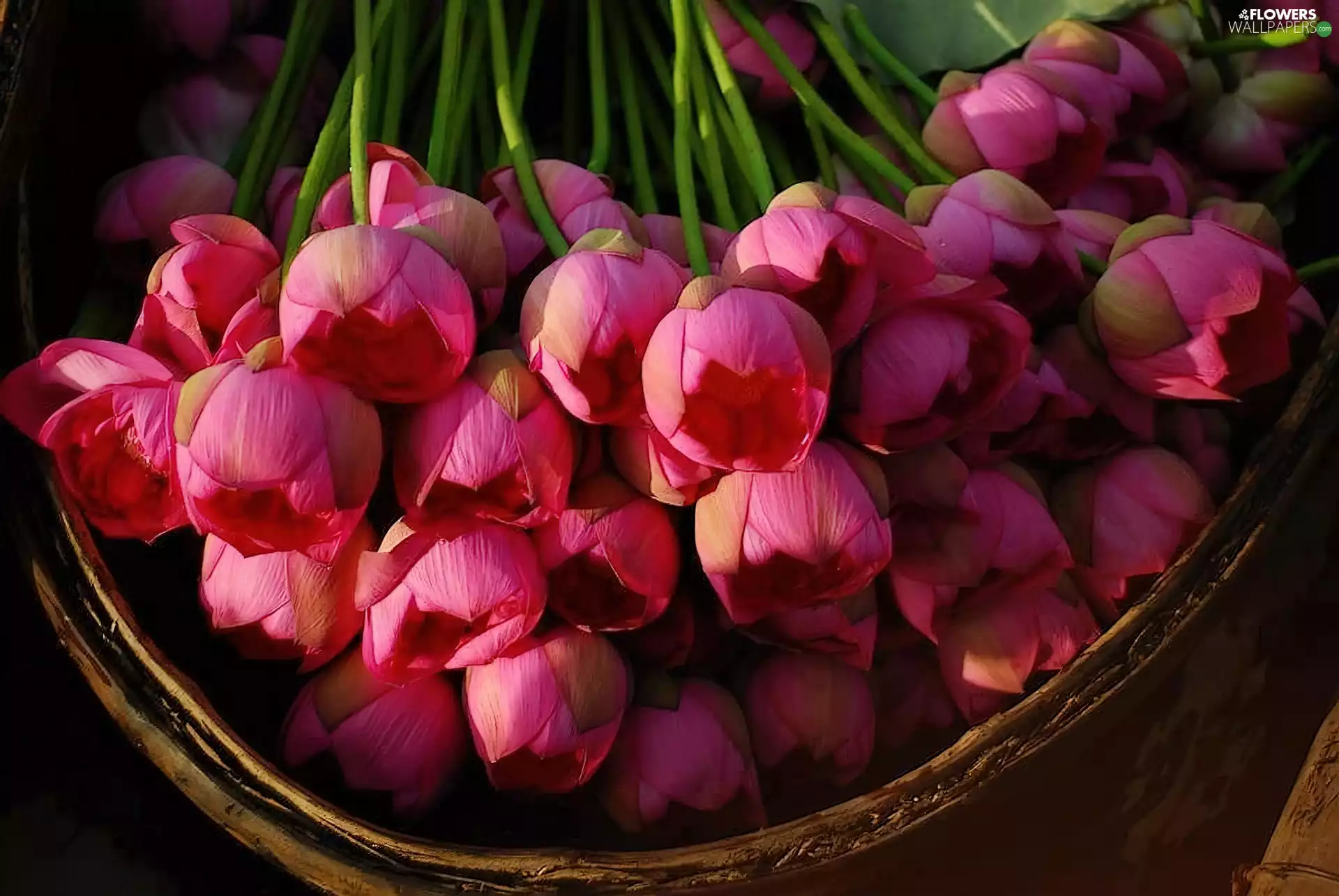 Tulips, In Basket