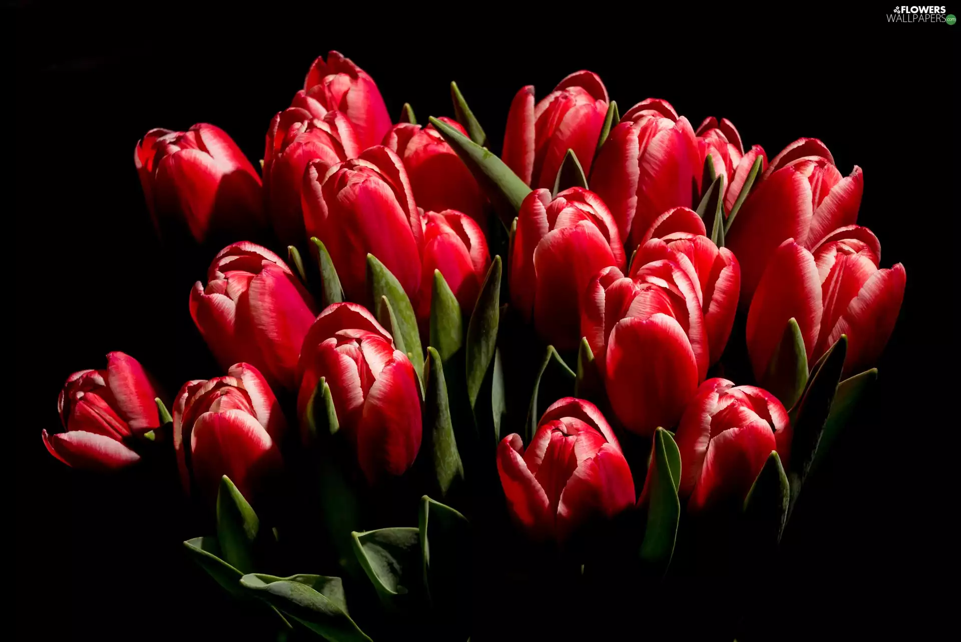 black background, Red, Tulips