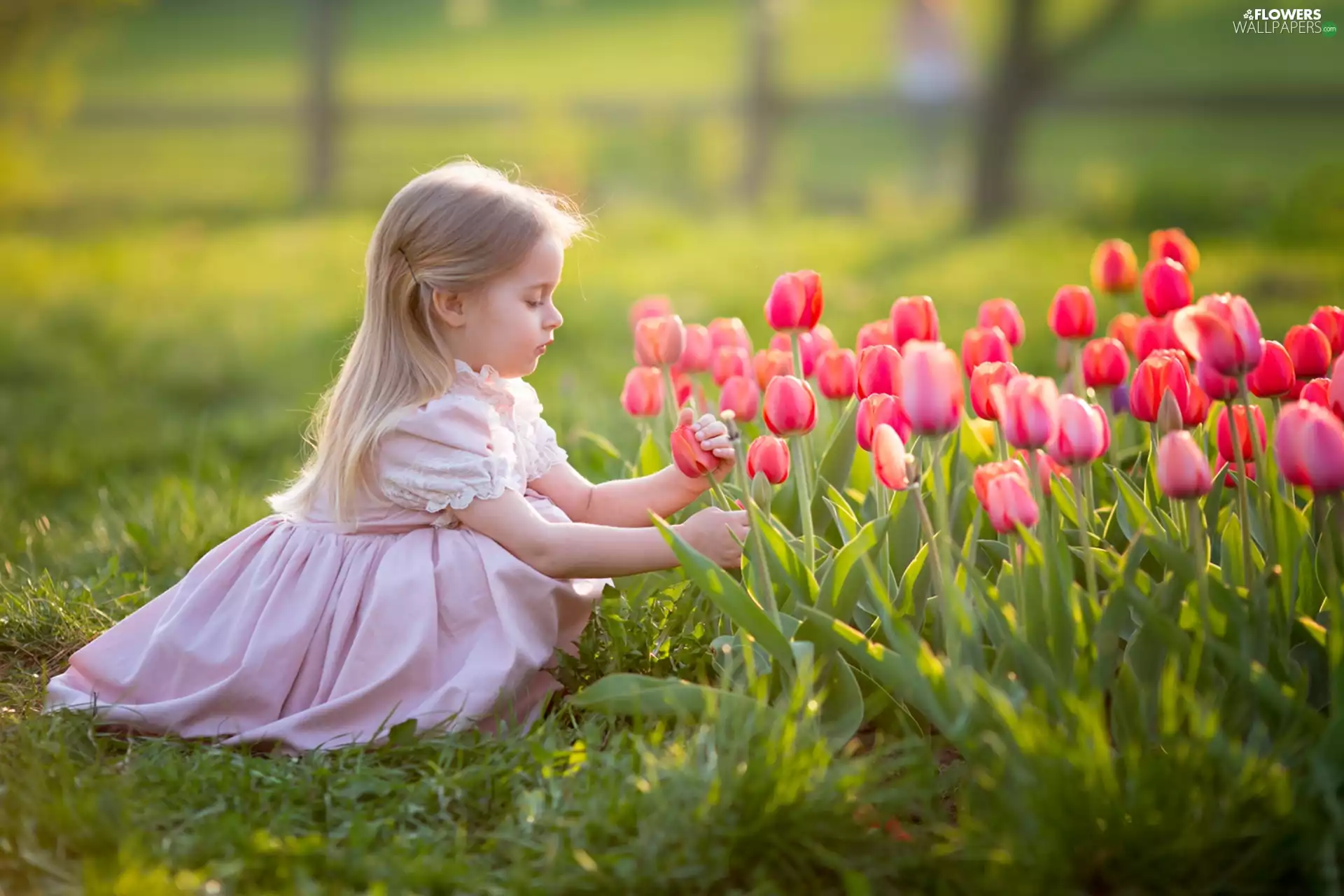 Tulips, girl, Blonde