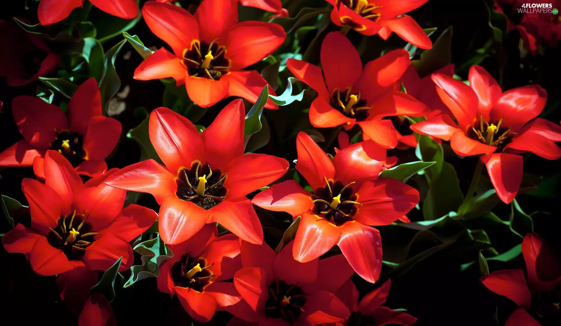 Tulips, Red, bloom