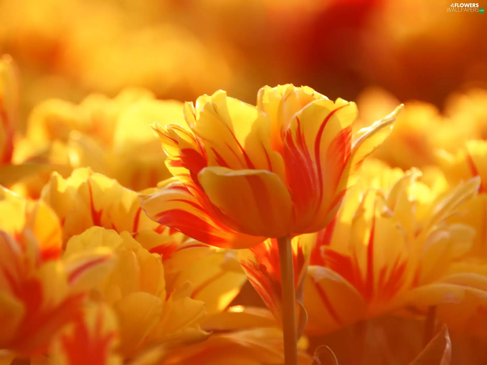 bloom, Tulips