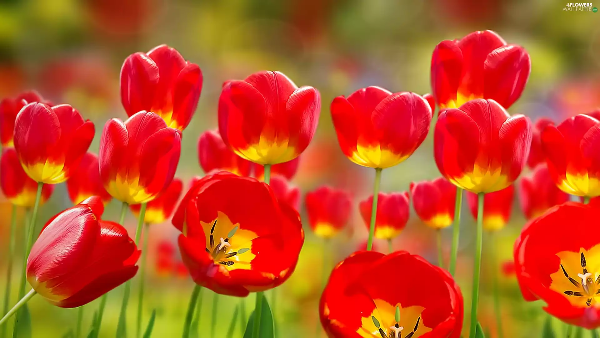 Tulips, Red, blooming