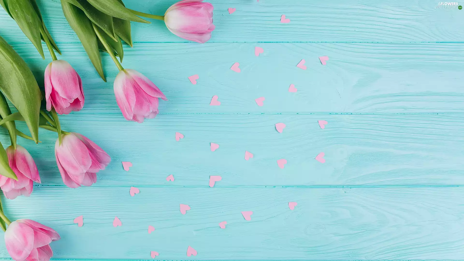 scattered, Pink, Blue, Tulips, Flowers, hearts, boarding