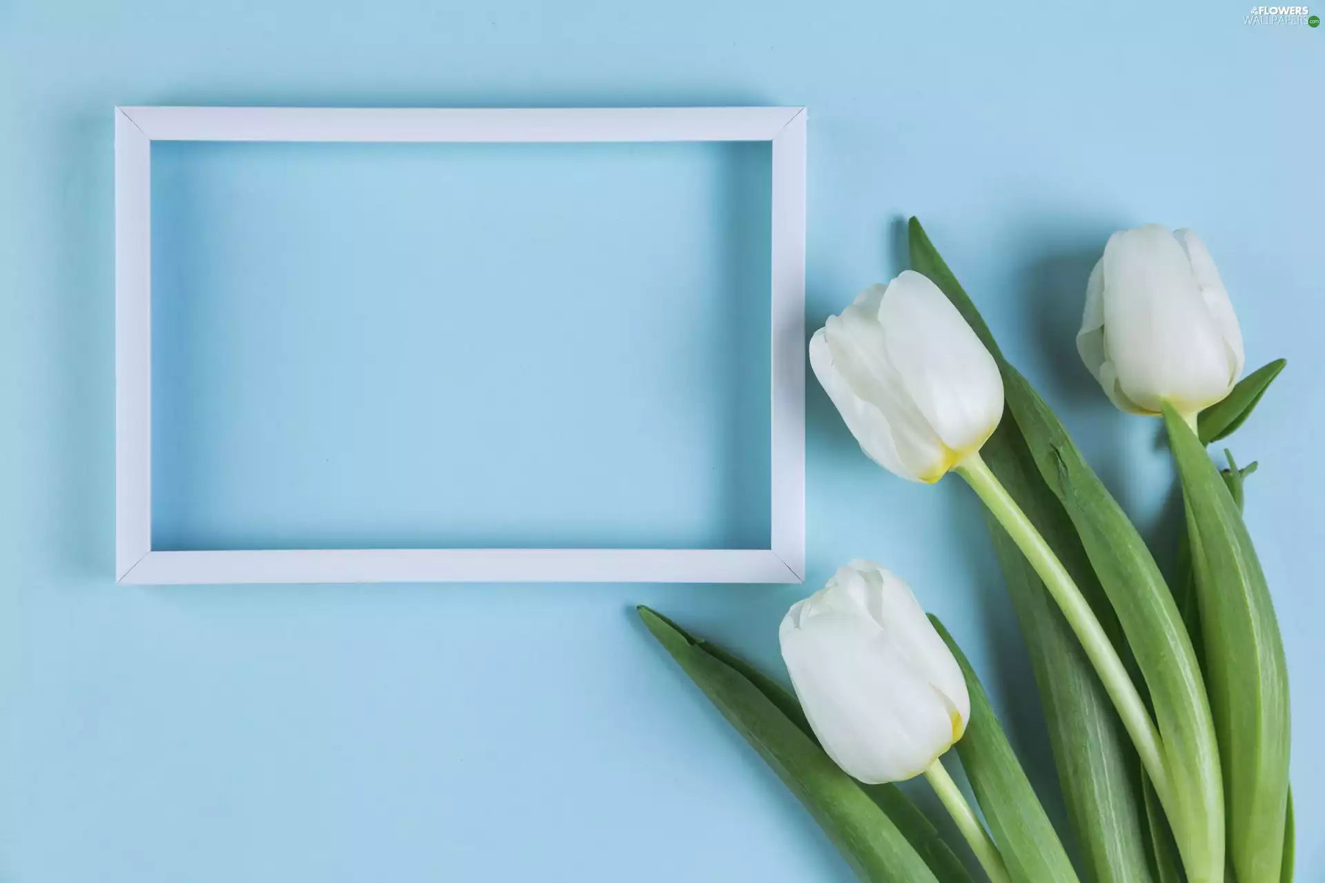 Blue, White, blue, Tulips, Flowers, frame, background