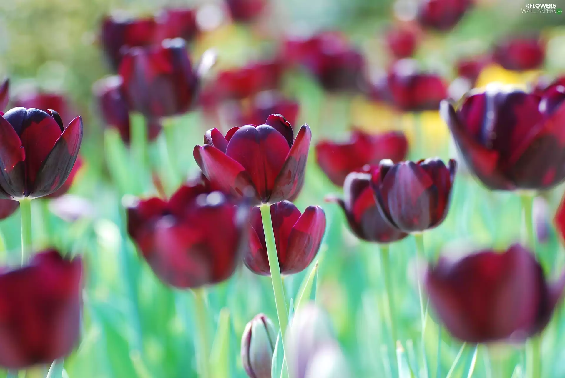 blur, Dark Red, Tulips