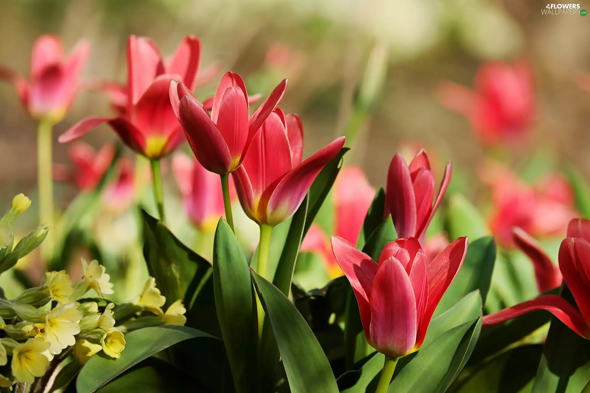 Flowers, Tulips, blurry background, Red