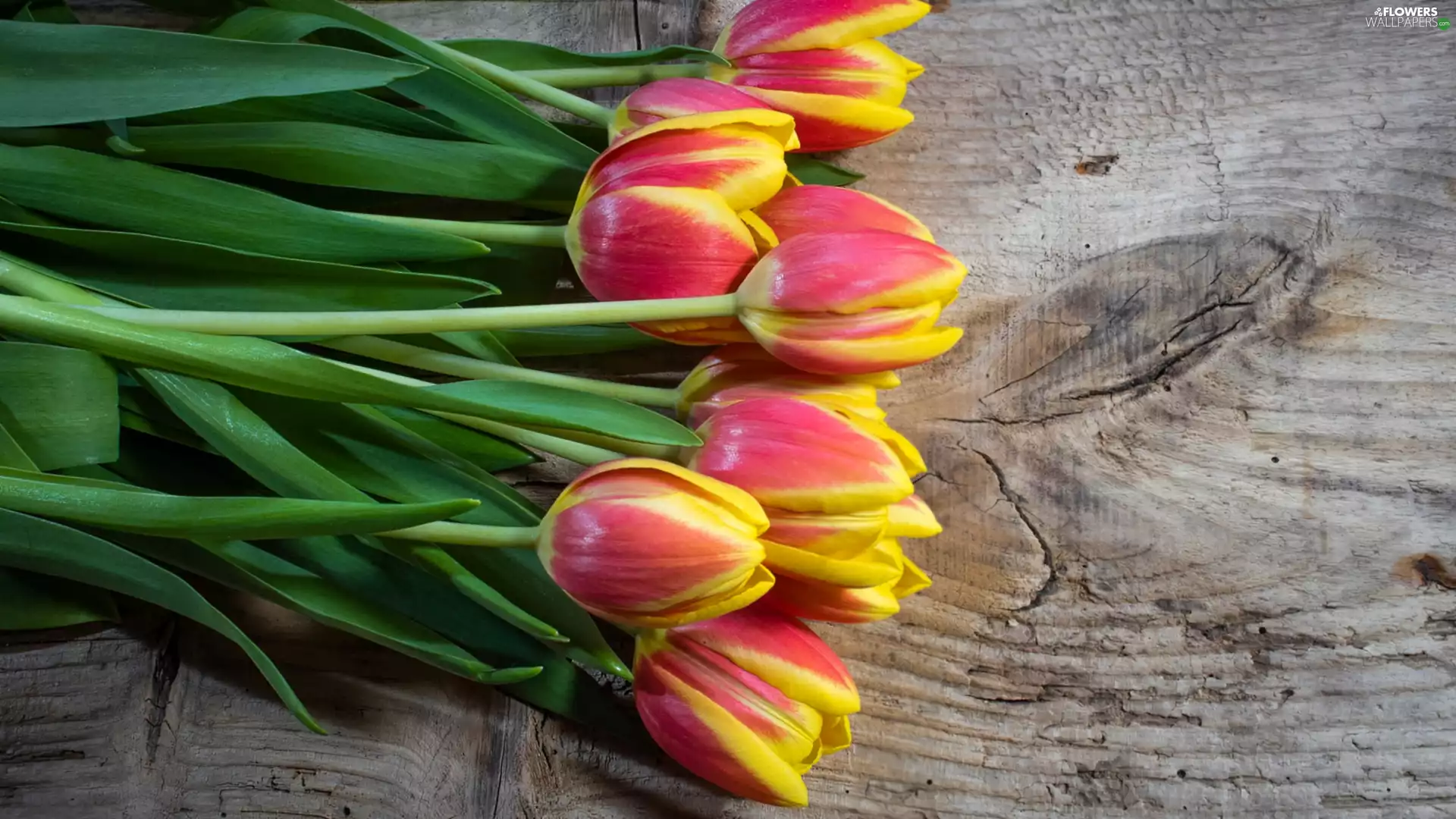 board, Yellow-red, Tulips