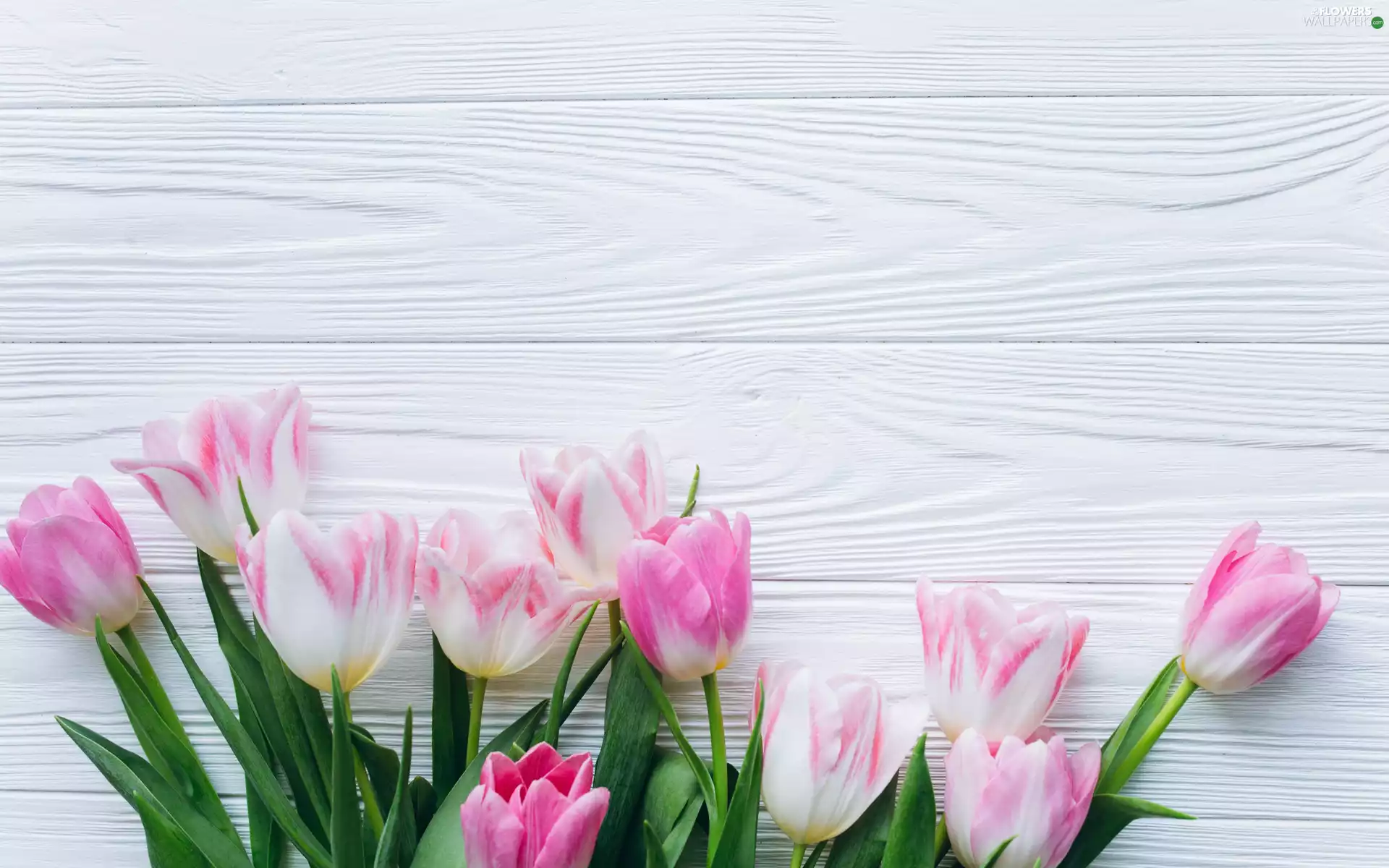 boarding, Pink-White, Tulips