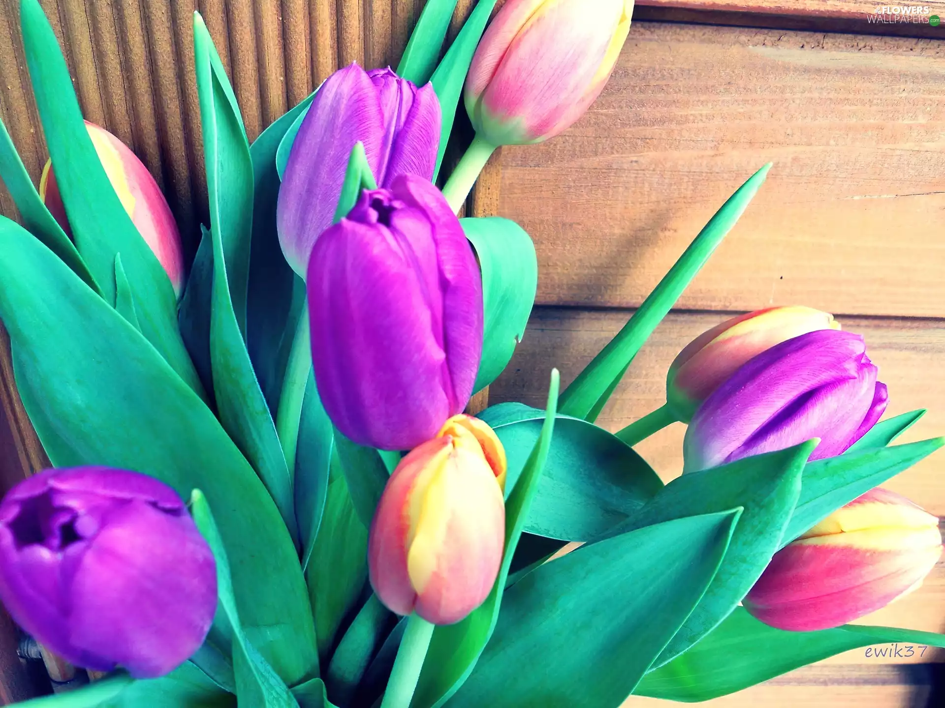 Tulips, bouquet