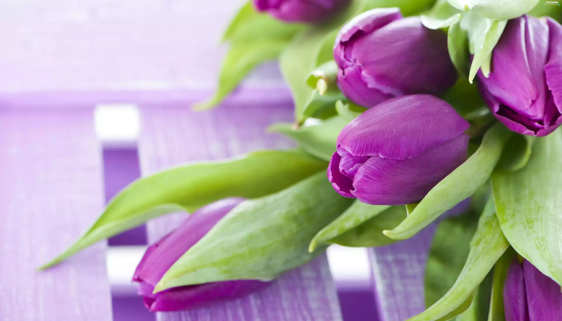 bouquet, tulips