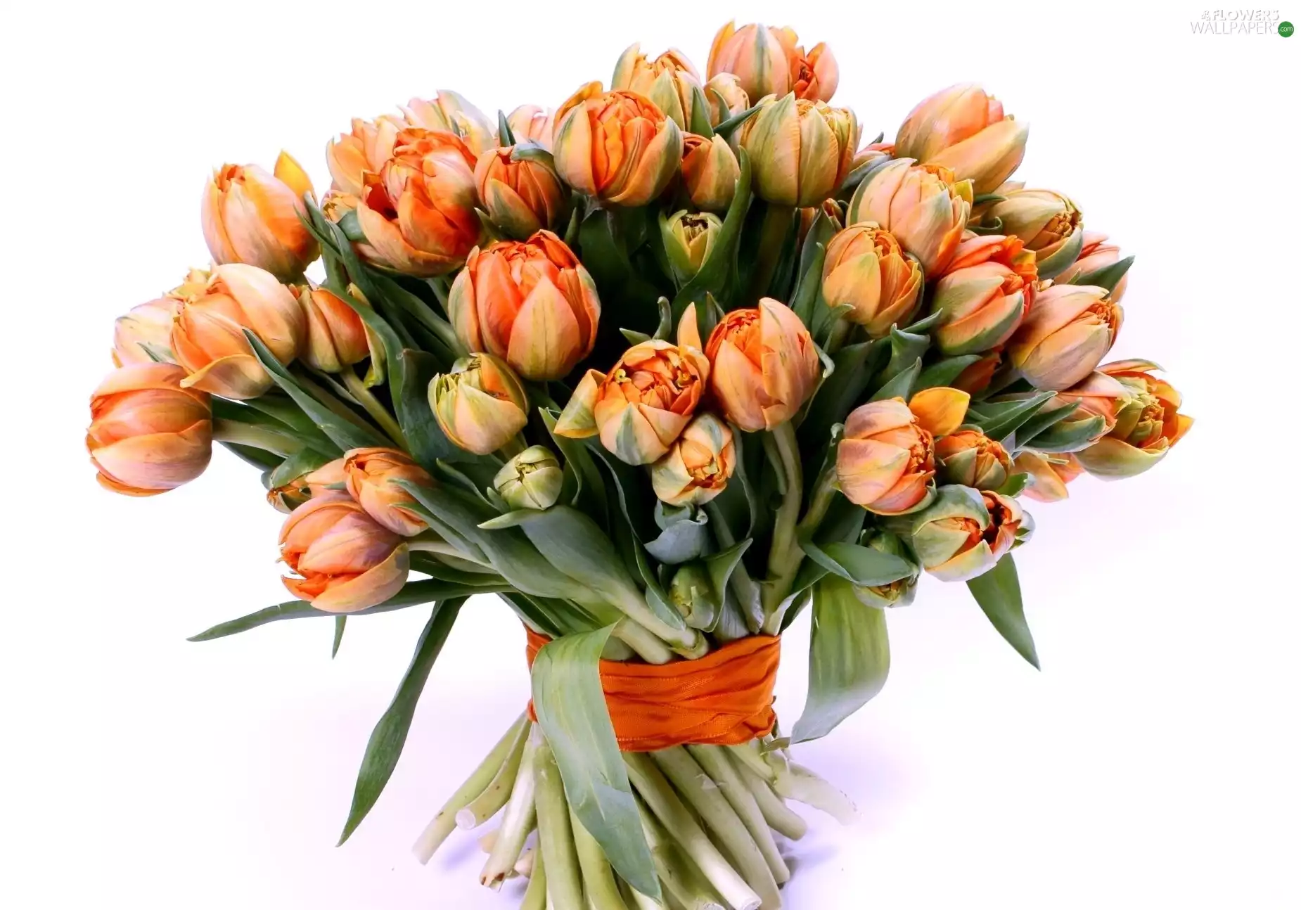 bouquet, tulips