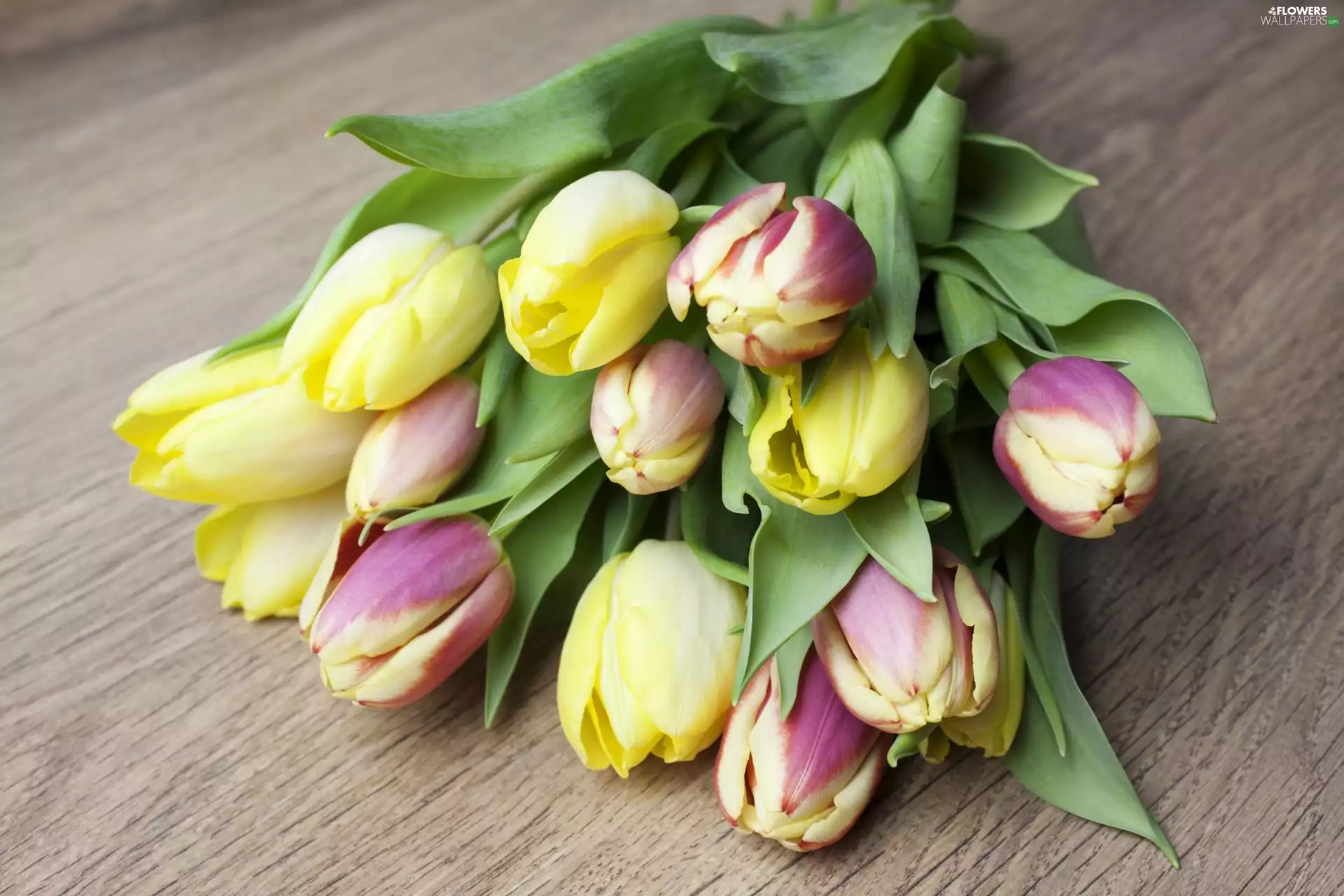tulips, bouquet, Bright