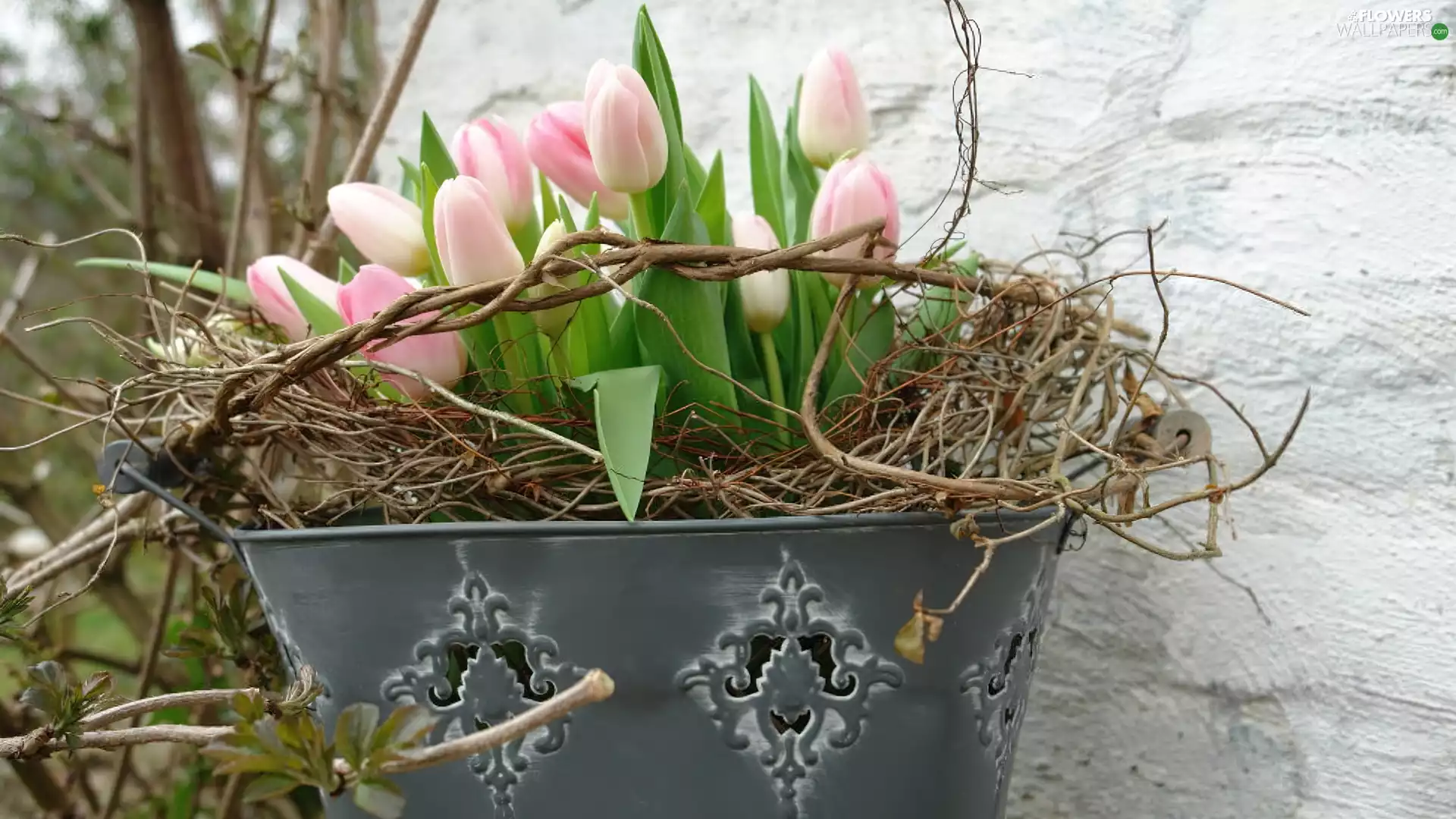 bucket, Tulips