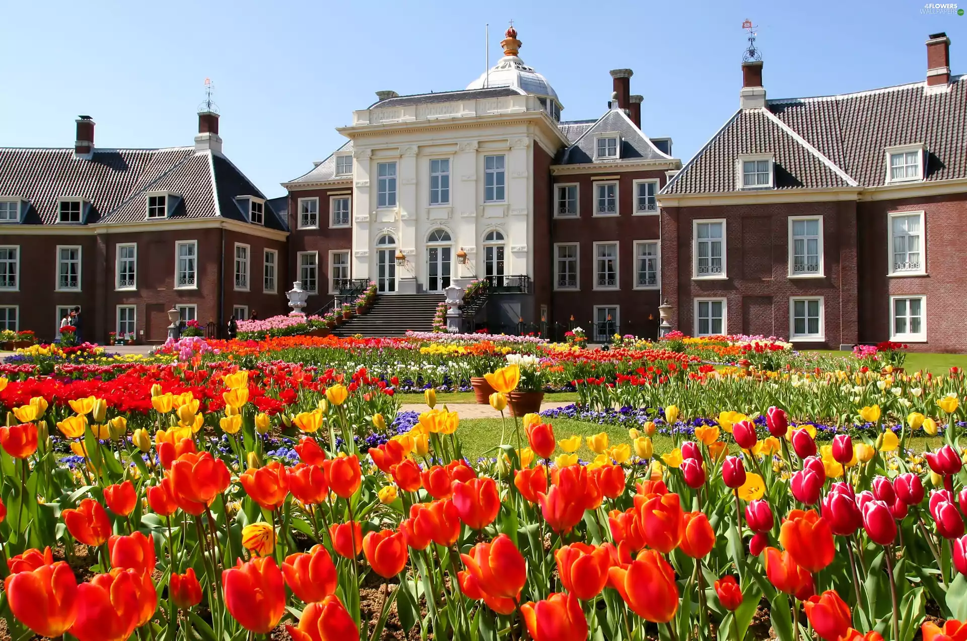 Tulips, buildings