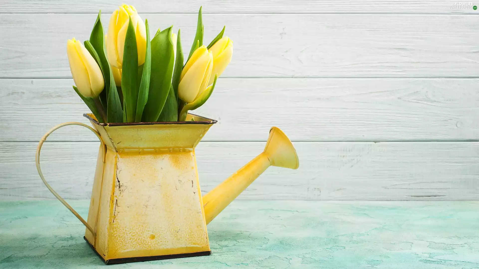 Yellow Honda, Yellow, Tulips, watering can