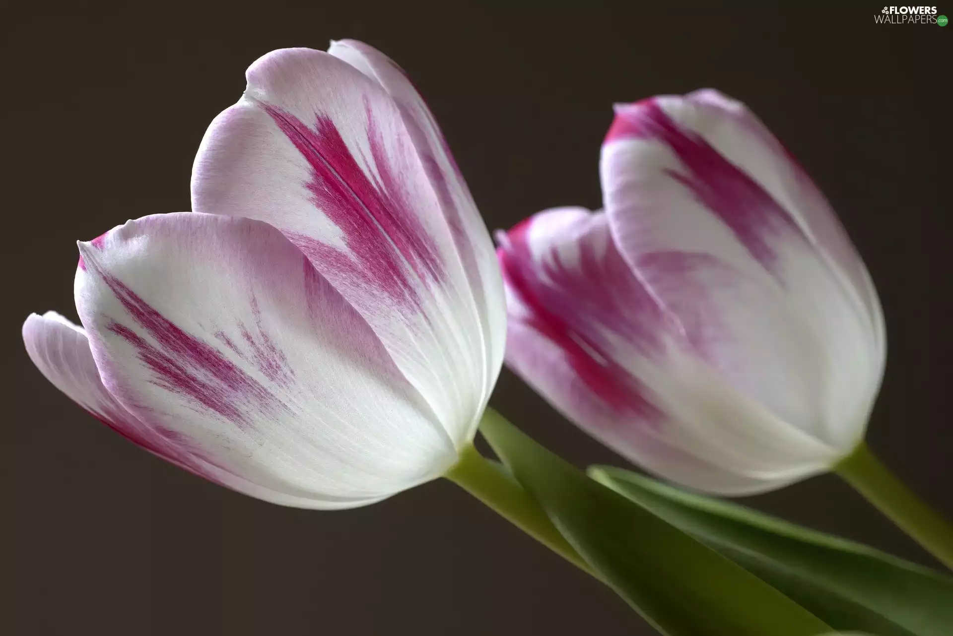 Flowers, White-Purple, Tulips, Two cars
