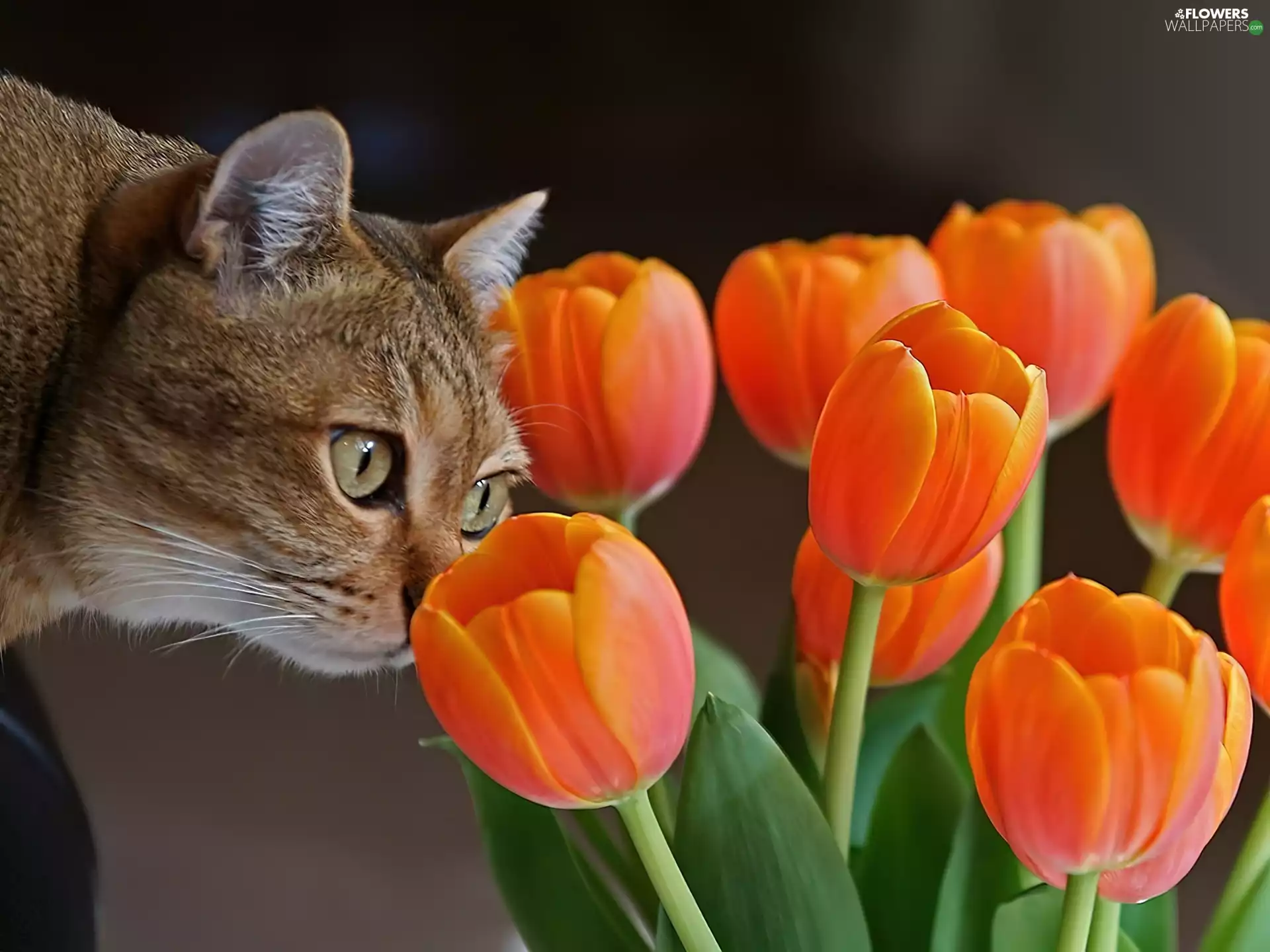 Tulips, cat