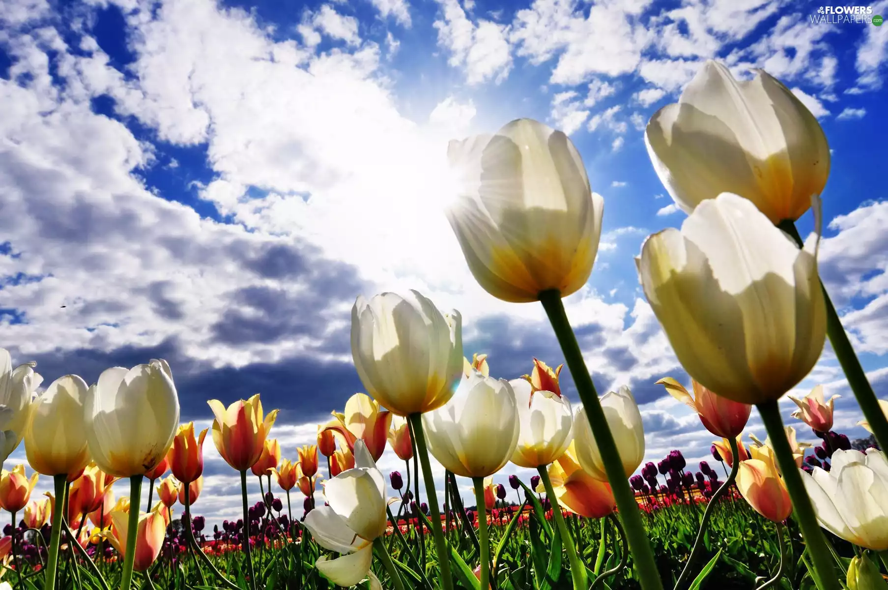 Tulips, clouds