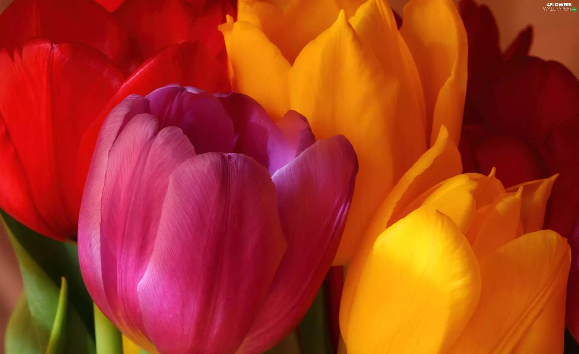 color, Tulips