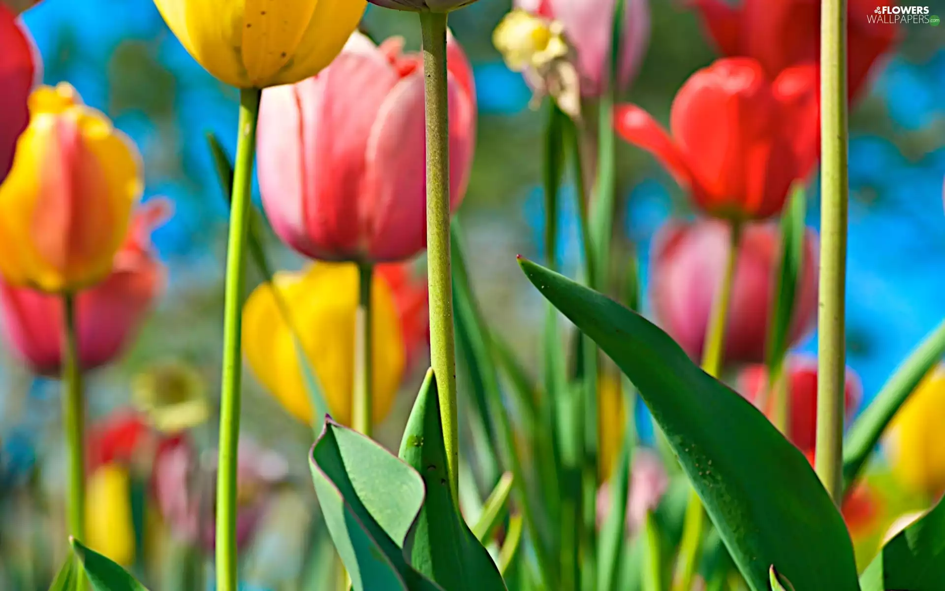 color, Tulips